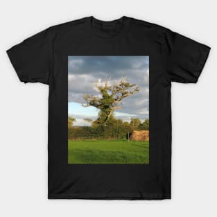 Good Old Somerset Tree T-Shirt